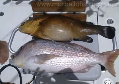 Marbella fishing captures